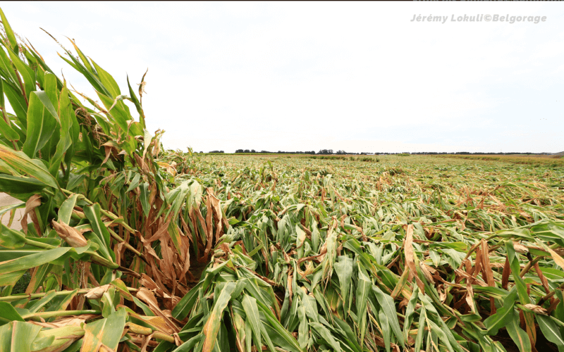 Champ de maïs entièrement couché par une rafale descendante de très faible intensité dans la région de Les Bons Villers en province de Hainaut, le 13 août 2018. Crédit photo : Jérémy Lokuli